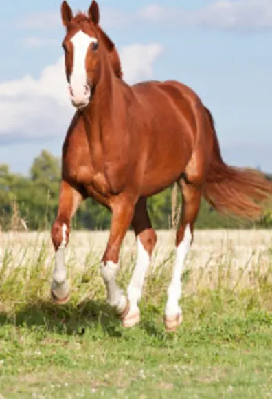 Brown horse with white stocks running in a grassy field.